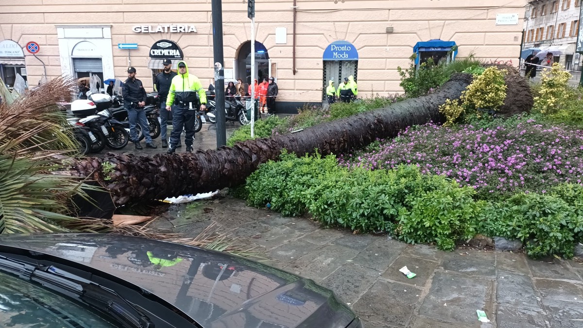 Donna travolta e uccisa dal crollo della palma, i carabinieri forestali acquisiscono documentazione da Comune, Aster e Municipio