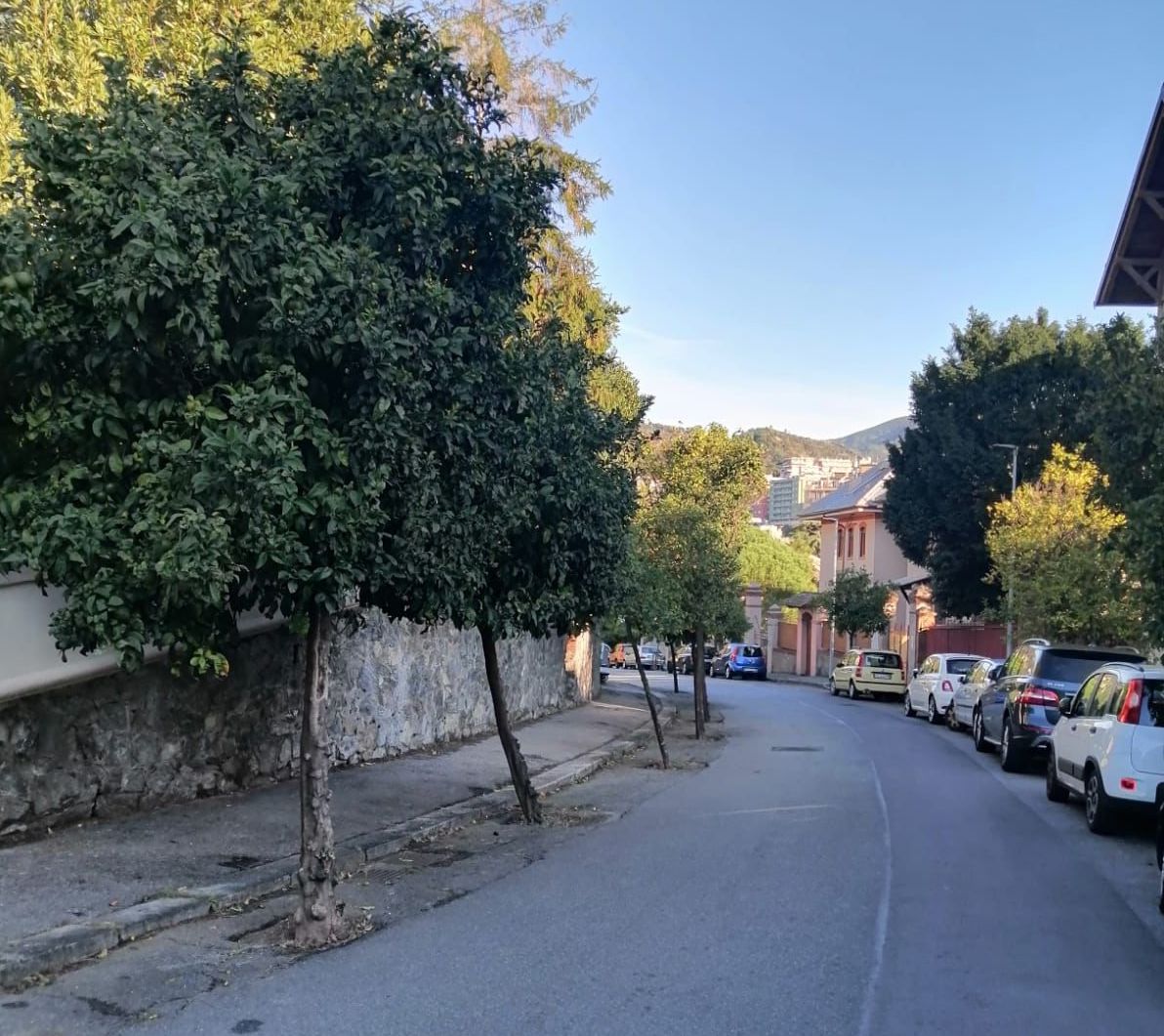 Pegli, quegli alberi mai ripiantati in viale Modugno