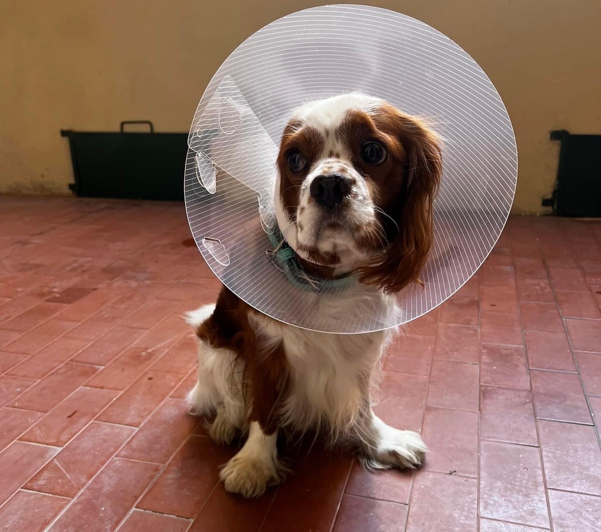 Marassi, pitbull aggredisce un altro cane e il padrone scappa Marassi, pitbull aggredisce un altro cane e il padrone scappa