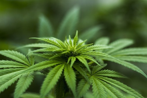 Quali sono i benefici legati all’olio di cannabis?