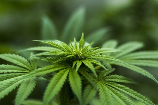 Quali sono i benefici legati all’olio di cannabis? Quali sono i benefici legati all’olio di cannabis?
