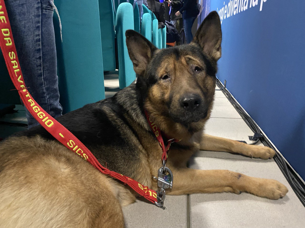 La vita a colori di un cane cieco: la commovente storia del pastore tedesco  Marley - Lavocedigenova.it