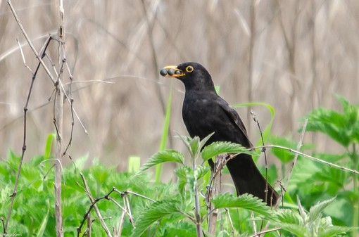 I Giorni della Merla tra storia e leggenda: perché si chiamano così I Giorni della Merla tra storia e leggenda: perché si chiamano così