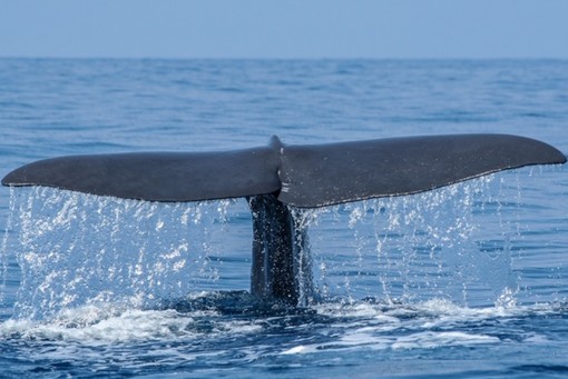Regione, al via il primo corso italiano per la certificazione di qualità del whale watching