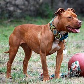 Il caso dei pitbull in famiglia, la veterinaria: "Vanno educati sin dai primi mesi di vita"