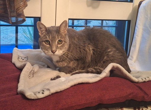 Se ne va Dumbo, il gatto dei record: sventò anche un furto in appartamento Se ne va Dumbo, il gatto dei record: sventò anche un furto in appartamento