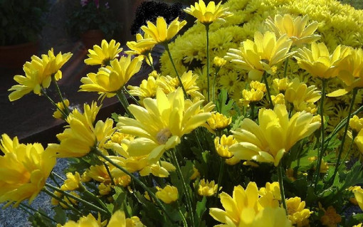 Floricoltura, Coldiretti: "Il crisantemo ligure simbolo di Ognissanti"