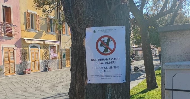 Il cartello comparso su alcuni alberi del Comune di Sestri Levante Il cartello comparso su alcuni alberi del Comune di Sestri Levante