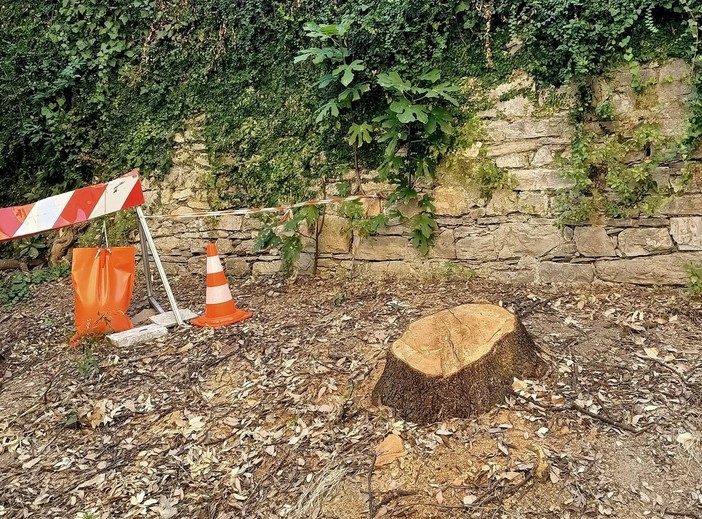Genova, abbattuta una storica quercia in via Frugoni: ancora polemiche sulla gestione del verde urbano Genova, abbattuta una storica quercia in via Frugoni: ancora polemiche sulla gestione del verde urbano
