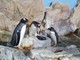 Nella vasca dei pinguini dell’acquario di Genova c’è aria di San Valentino