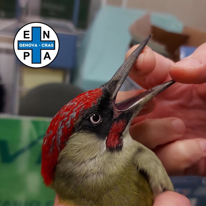 San Fruttuoso, picchio verde salvato dalle grinfie di un gatto. Enpa: “Tenete d’occhio i vostri animali domestici” San Fruttuoso, picchio verde salvato dalle grinfie di un gatto. Enpa: “Tenete d’occhio i vostri animali domestici”