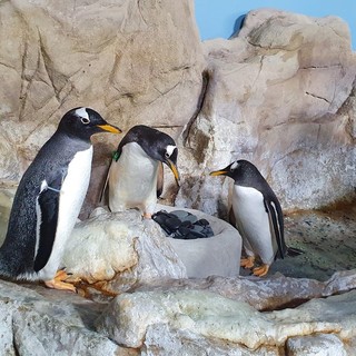 Nella vasca dei pinguini dell’acquario di Genova c’è aria di San Valentino Nella vasca dei pinguini dell’acquario di Genova c’è aria di San Valentino