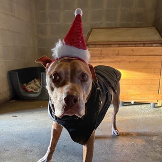 Shorty, il cane coraggioso che cerca un amore speciale per il suo ultimo Natale