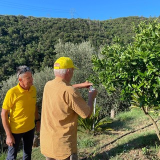 Al via in Liguria i primi lanci di insetti autoctoni per la lotta biologica alla cimice asiatica (FOTO) Al via in Liguria i primi lanci di insetti autoctoni per la lotta biologica alla cimice asiatica (FOTO)