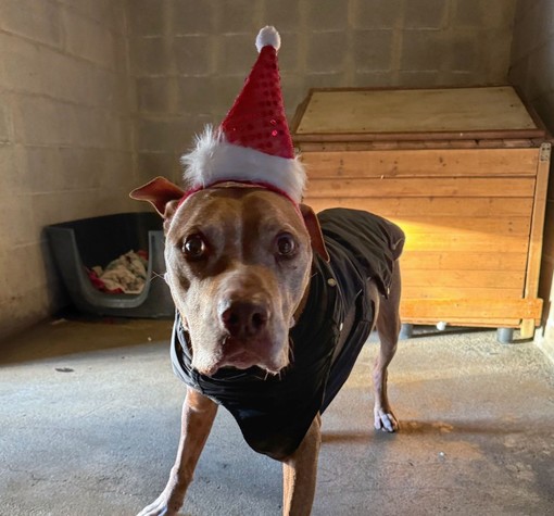 Shorty, il cane coraggioso che cerca un amore speciale per il suo ultimo Natale Shorty, il cane coraggioso che cerca un amore speciale per il suo ultimo Natale