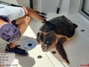 Varazze, avvistata tartaruga Caretta Caretta in difficoltà: affidata alle cure del team dell’Acquario di Genova