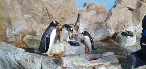 Nella vasca dei pinguini dell’acquario di Genova c’è aria di San Valentino