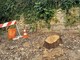 Genova, abbattuta una storica quercia in via Frugoni: ancora polemiche sulla gestione del verde urbano
