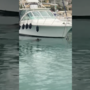 Sorpresa nel porto di Santa Margherita: avvistato un “cinghiale marino” (Video)