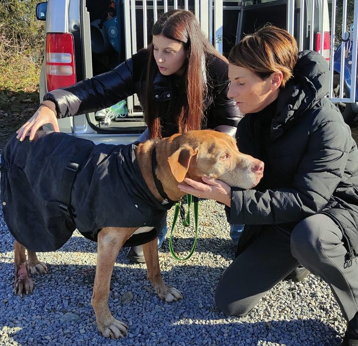 Una storia a lieto fine: Shorty, il cane malato del canile Monte Contessa, ha trovato casa Una storia a lieto fine: Shorty, il cane malato del canile Monte Contessa, ha trovato casa