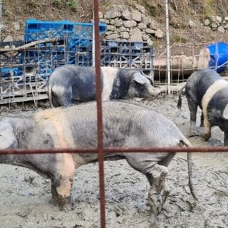 Animali maltrattati in fattoria, Oipa Genova lancia l’appello: “Una raccolta fondi per salvarli”