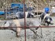 Animali maltrattati in fattoria, Oipa Genova lancia l’appello: “Una raccolta fondi per salvarli”
