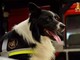 Addio a Zimmer, il cane eroe dei Vigili del Fuoco. Ha salvato decine di vite umane
