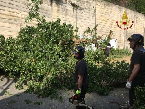 Albero crolla su auto in transito a Genova Pra'