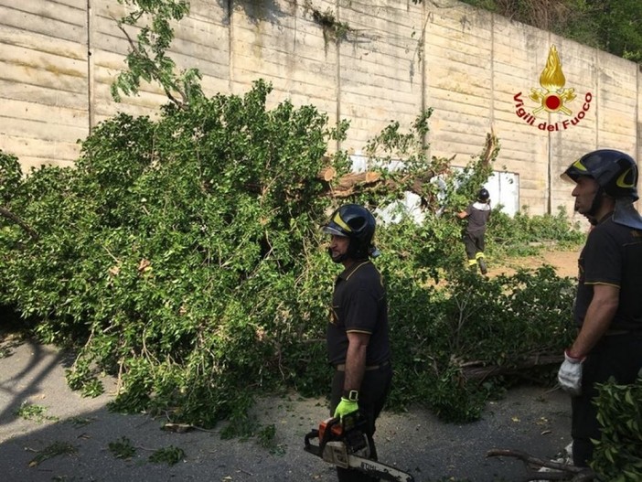 Albero crolla su auto in transito a Genova Pra'