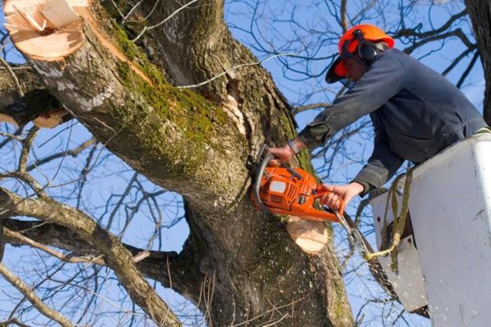 Cura del verde, il Comune avvia la rimozione di alberi a rischio crollo Cura del verde, il Comune avvia la rimozione di alberi a rischio crollo