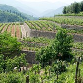 Regione Liguria approva il primo elenco delle imprese agricole ammesse ai contributi previsti dal Fondo di Solidarietà Nazionale