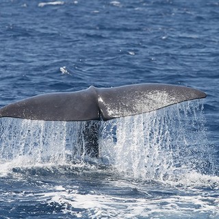 Sulle rotte dei cetacei nel cuore del santuario di Pelagos