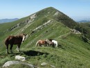 Presentato in Regione il progetto MAPS: arte, natura e comunità lungo l’Alta Via dei Monti Liguri Presentato in Regione il progetto MAPS: arte, natura e comunità lungo l’Alta Via dei Monti Liguri