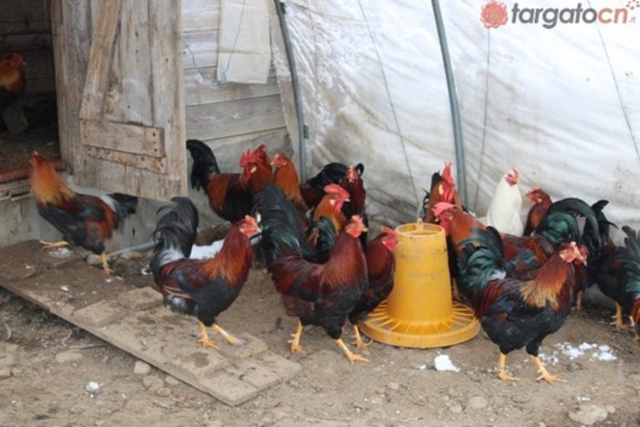 A dicembre torna la Fiera del Cappone di Morozzo (VIDEO)