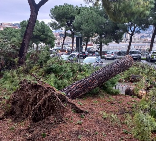 Alberi in città, Piciocchi: “Lettera scritta per difendere Aster e aprire un dibattito”