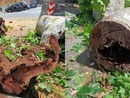 Platano pericolante abbattuto in corso Galliera: al via il reimpianto di un nuovo esemplare