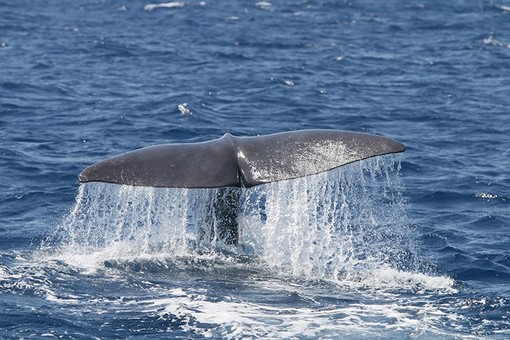 Sulle rotte dei cetacei nel cuore del santuario di Pelagos Sulle rotte dei cetacei nel cuore del santuario di Pelagos