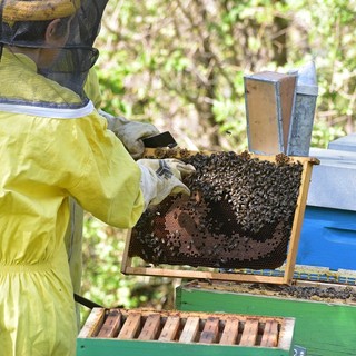 Concorso Mieli dei Parchi di Liguria 2019: nel Parco del Beigua la giornata finale