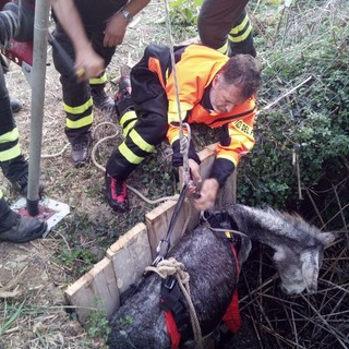 Voltri: asino cade in un pozzo, i pompieri lo salvano