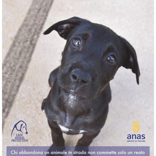 Anas e Lega Nazionale per la Difesa del Cane insieme nella lotta contro l’abbandono degli animali domestici in strada