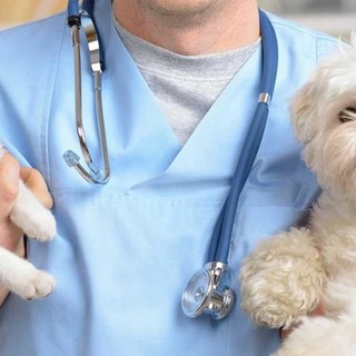 L'Associazione Nazionale Medici Veterinari Italiani: &quot;Gli animali non trasmettono il Covid-19&quot;