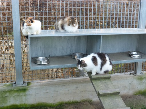 Vacanze responsabili, non abbandonate gli animali: l'appello del Comune e il grido d'aiuto del rifugio di Monte Contessa Vacanze responsabili, non abbandonate gli animali: l'appello del Comune e il grido d'aiuto del rifugio di Monte Contessa
