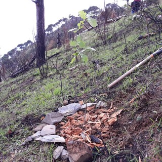 Alcuni alberelli sono sopravvissuti all’incendio sul Monte Moro: si riparte da quelli