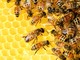 Apicoltura, vicepresidente Piana: “Aperto il bando da 40.000 euro tra interventi in apiario e aggiornamento”