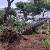 Alberi in città, Piciocchi: “Lettera scritta per difendere Aster e aprire un dibattito”