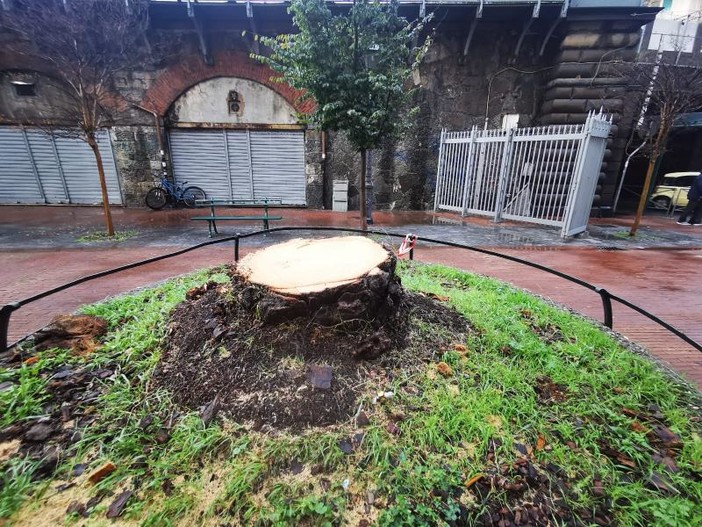 Sampierdarena, gli alberi di piazza Settembrini diventano motivo di polemica (FOTO)