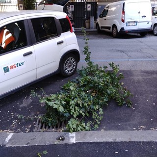 Forti raffiche di vento a Genova: Aster interviene per la rimozione di rami caduti