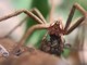 Aracniday al Parco del Beigua: un'escursione alla scoperta del mondo dei ragni