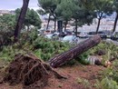 Alberi in città, Piciocchi: “Lettera scritta per difendere Aster e aprire un dibattito” Alberi in città, Piciocchi: “Lettera scritta per difendere Aster e aprire un dibattito”