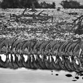 Foto: Sebastião Salgado (Namibia 2005)
